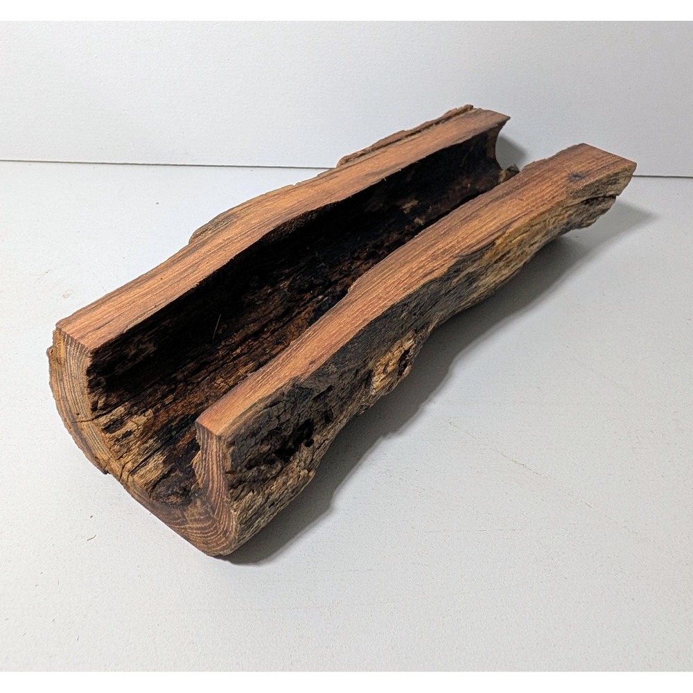 Black Locust Hollow Root Fairy garden or Gemstone Display. 9" x 2.5".
